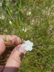 Stylisma pickeringii