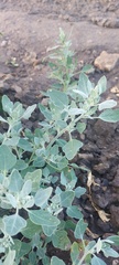 Chenopodium karoi