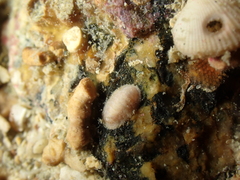 Leptochiton