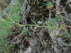 Cherleria circassica