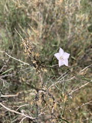 Convolvulus equitans