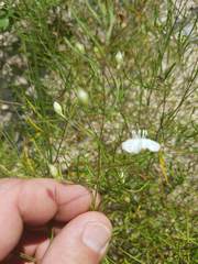 Stylisma pickeringii