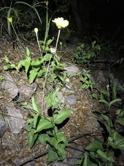 Lasianthaea podocephala