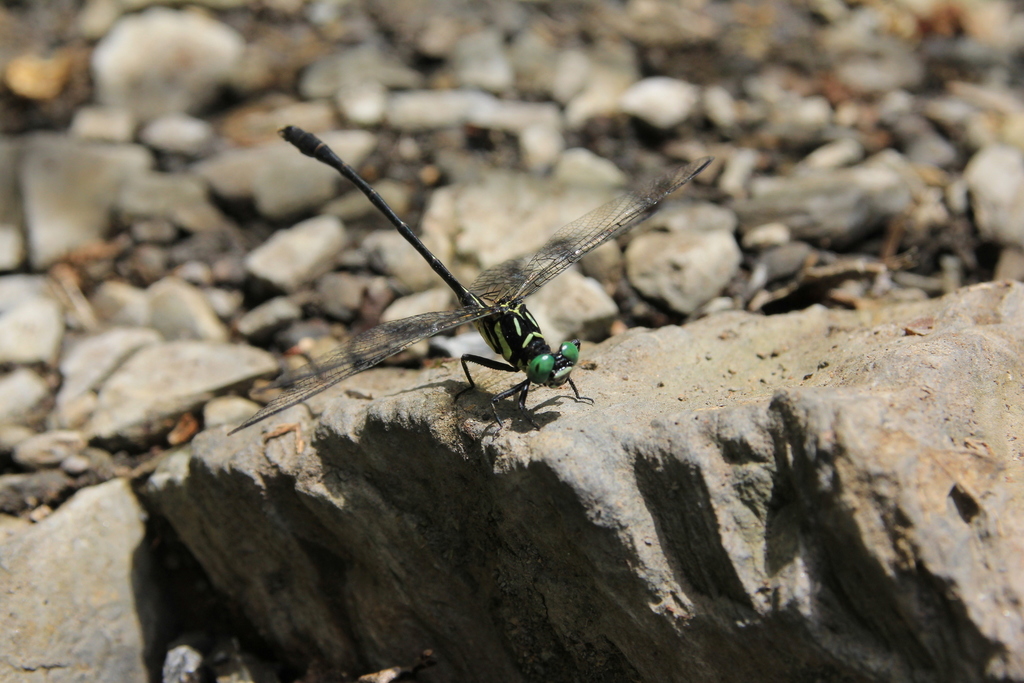 Stylogomphus changi