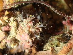 Sarcodictyon catenatum