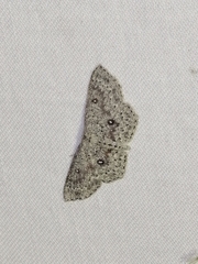 Cyclophora pendularia