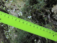 Cherleria circassica