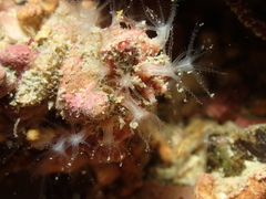 Sarcodictyon catenatum