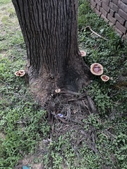 Ganoderma