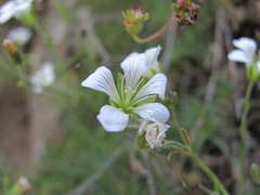 Cherleria circassica