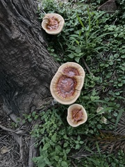 Ganoderma