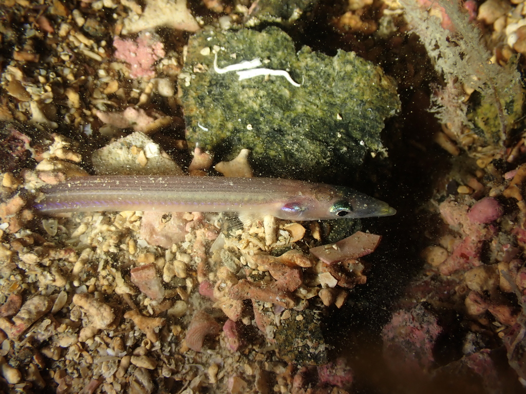 Gladde zandspiering (Gymnammodytes semisquamatus) — Ammodytidae