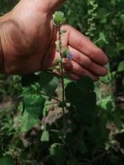 Salvia herbacea