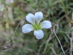 Cherleria circassica