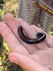 Pachyiulus hungaricus