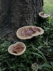 Ganoderma