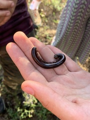 Pachyiulus hungaricus