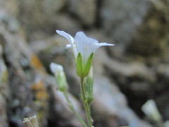 Cherleria circassica
