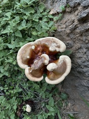 Ganoderma