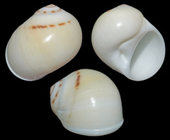 Natica arachnoidea