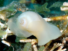 Natica arachnoidea