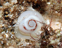 Natica arachnoidea