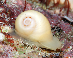 Natica arachnoidea