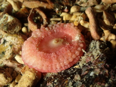 Capnea sanguinea