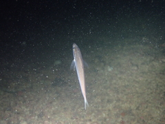 Trachurus trachurus