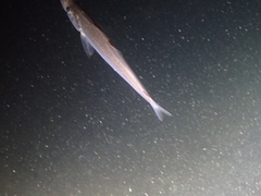 Trachurus trachurus
