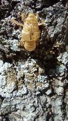 Cicada