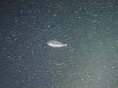 Trachurus trachurus
