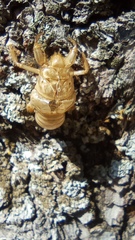 Cicada