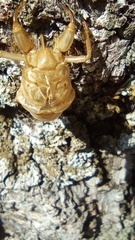 Cicada