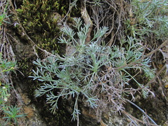 Artemisia splendens