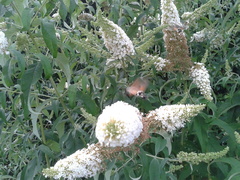 Macroglossum stellatarum