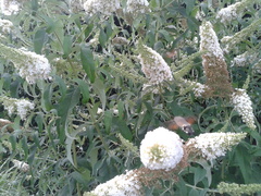 Macroglossum stellatarum