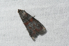 Sciota carneella