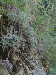 Artemisia splendens