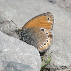 Coenonympha leander