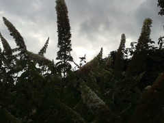 Macroglossum stellatarum