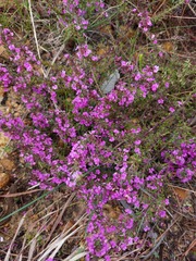 Muraltia macropetala