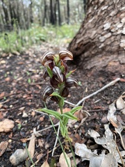 Pterostylis sanguinea