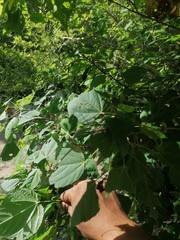 Heliocarpus donnellsmithii
