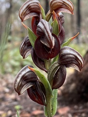 Pterostylis sanguinea