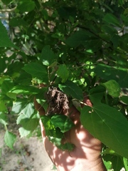 Heliocarpus donnellsmithii