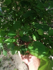 Heliocarpus donnellsmithii