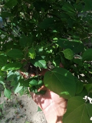 Heliocarpus donnellsmithii