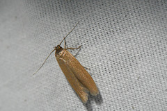 Holcocera immaculella