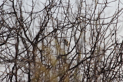 Cisticola fulvicapilla fulvicapilla